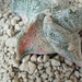 astrophytum spiralis variegata