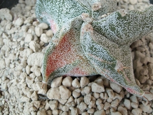 astrophytum spiralis variegata