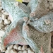 astrophytum spiralis variegata 1