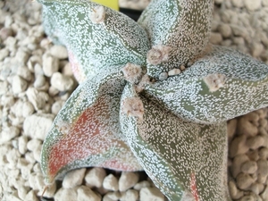 astrophytum spiralis variegata 1