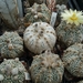 astrophytum super kabuto