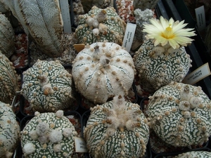 astrophytum super kabuto