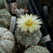 astrophytum super kabuto 1