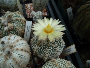 astrophytum super kabuto 1