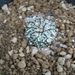 astrophytum super kabuto x capricorne