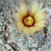 astrophytum v. hakuchin 3
