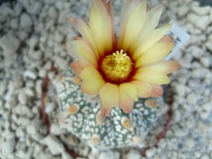 astrophytum v. hakuchin 3