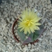 astrophytum v. nudum 3 ribbeb 3