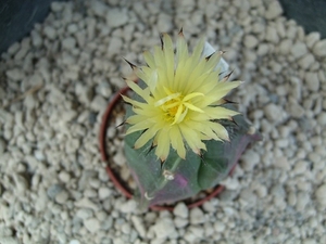 astrophytum v. nudum 3 ribbeb 3