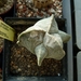 astrophytum v. tricostatum