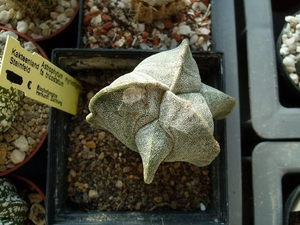 astrophytum v. tricostatum