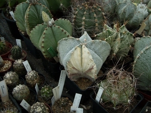 astrophytum varigata