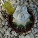 Astrophytum zuoti m2