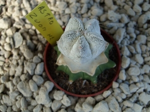 Astrophytum zuoti m2