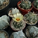 astrophytums