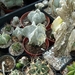 astrrophytum
