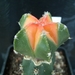 Myriostigma cv. kikko koh-yo peachball x Myriostigma cv. kikko