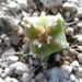 Myriostigma cv. koh-yo 'rainbow' x koh-yo