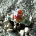Myriostigma cv. koh-yo 'rainbow' x koh-yo 1