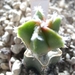 Myriostigma cv.kikko koh-yo 'peach' ball x Myriostigma cv. kikko