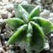 Myriostigma cv.koh-yo x fukuruyu heikiran