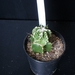 Myriostigma cv. fukuryu hekiran x fukuryu banjyaku