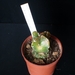 Myriostigma cv. Koh-yo 'rainbow' x koh-yo
