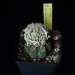 Astrophytum cv dinosaur