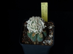 Astrophytum cv dinosaur