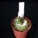 Astrophytum cv. koh-yo red x koh-yo