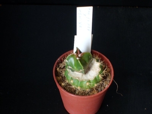 Astrophytum cv. koh-yo red x koh-yo