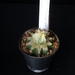 Astrophytum cv. koh-yo yellow x koh-yo