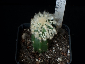 Astrophytum ornatum fukuryu 1