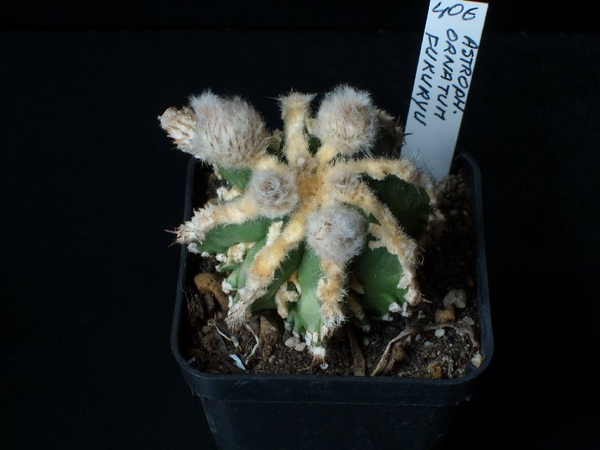 Astrophytum ornatum fukuryu 4