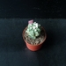 asterias kikko cv. godzilla 1