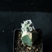 Astroph. cv. kikko