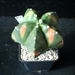 Astroph. myriostigma cv. kikko koh-yo