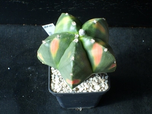 Astroph. myriostigma cv. kikko koh-yo