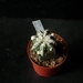 Astroph. myriostigma cv.banjyaku