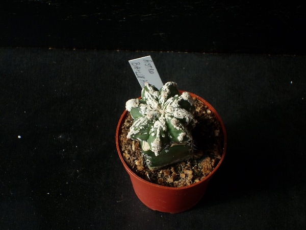 Astroph. myriostigma cv.banjyaku