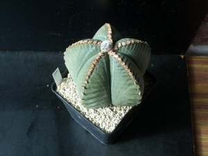 Astroph. myriostigma nudum cv. kikko