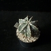 Astroph. myriostigma ornatum cv. fukuryo