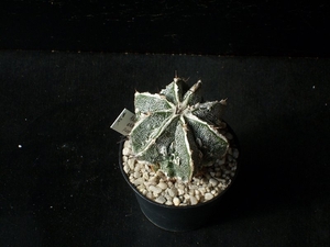 Astroph. myriostigma ornatum cv. fukuryo