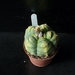 Astrophytum Myriostigma cv. kikko variegata