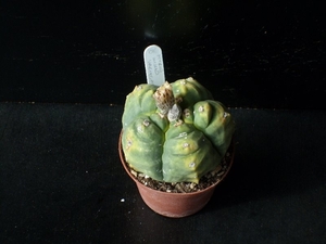 Astrophytum Myriostigma cv. kikko variegata