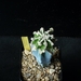Astrophytum Myriostigma cv. kyozan