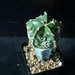 Astrophytum myriostigma fukuryu