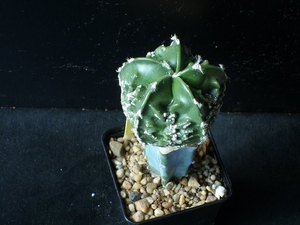 Astrophytum myriostigma fukuryu