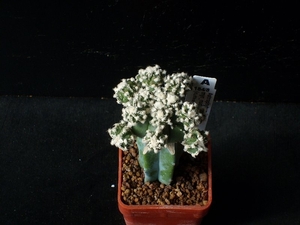 Astrophytum myriostigma nudum cv. Plush Line