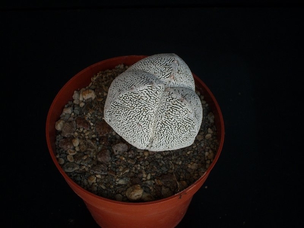 Astrophytum tricostatum cv onzuka   233